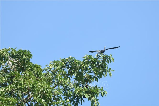 Découverte des "oiseaux-serpents" dans la province de Dong Nai ảnh 4 Découverte des "oiseaux-serpents" dans la province de Dong Nai ảnh 4