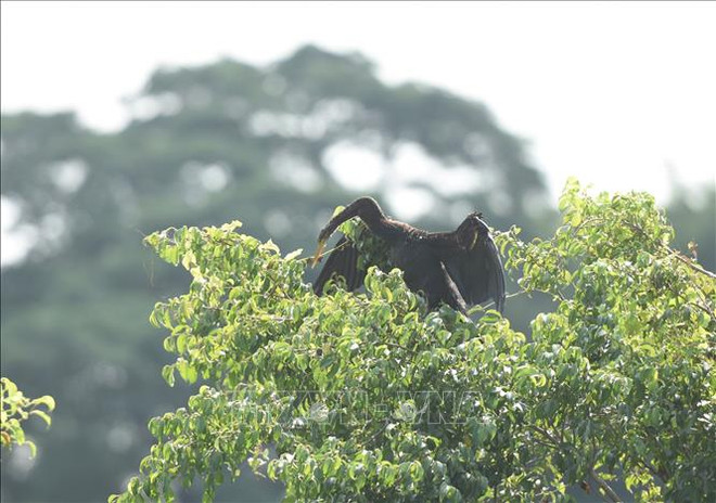 Découverte des "oiseaux-serpents" dans la province de Dong Nai ảnh 1 Découverte des "oiseaux-serpents" dans la province de Dong Nai ảnh 1
