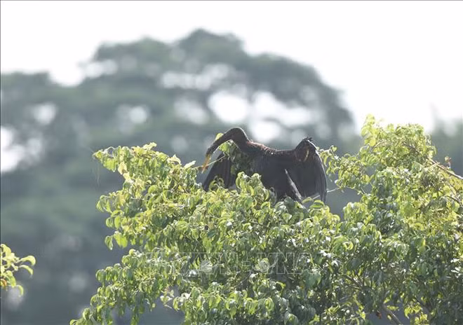 Découverte des "oiseaux-serpents" dans la province de Dong Nai ảnh 1