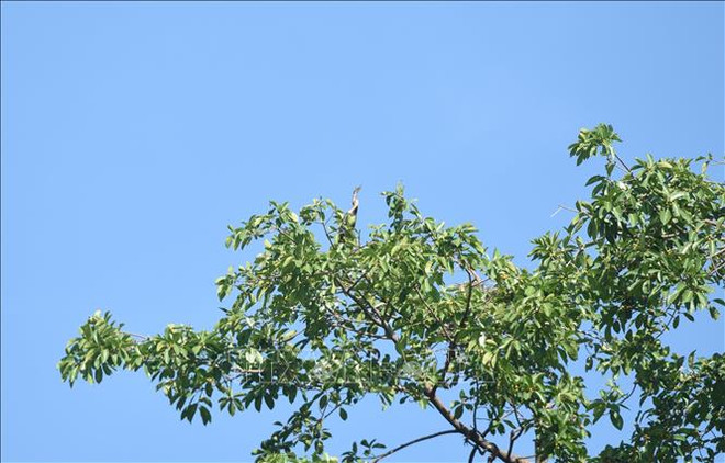 Découverte des "oiseaux-serpents" dans la province de Dong Nai ảnh 3 Découverte des "oiseaux-serpents" dans la province de Dong Nai ảnh 3