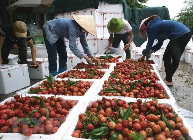 Le Vietnam vise les 10 milliards d’USD d’exportations de fruits et légumes sous peu ảnh 1 Le Vietnam vise les 10 milliards d’USD d’exportations de fruits et légumes sous peu ảnh 1