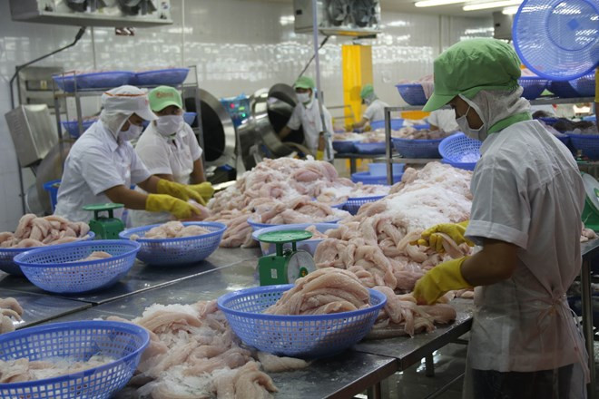 Bond des exportations de pangasius du Vietnam vers la Chine ảnh 1 Bond des exportations de pangasius du Vietnam vers la Chine ảnh 1