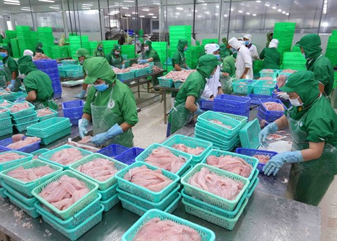 Améliorer de l’élevage des pangasius à exporter ảnh 1 Améliorer de l’élevage des pangasius à exporter ảnh 1
