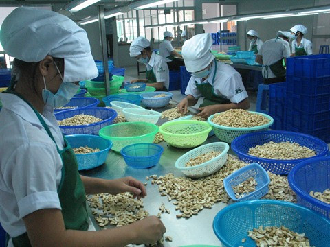 Environ 1,2 milliard de dollars d’exportations de noix de cajou ảnh 1 Environ 1,2 milliard de dollars d’exportations de noix de cajou ảnh 1