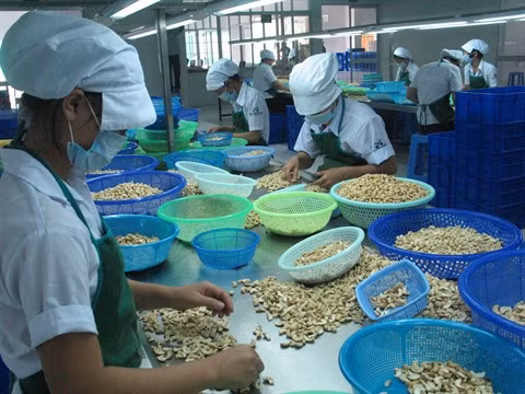 Environ 1,2 milliard de dollars d’exportations de noix de cajou ảnh 1