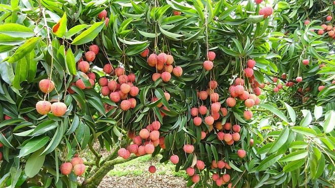 La fête des litchis de Thanh Hà s'ouvre à Hai Duong ảnh 1