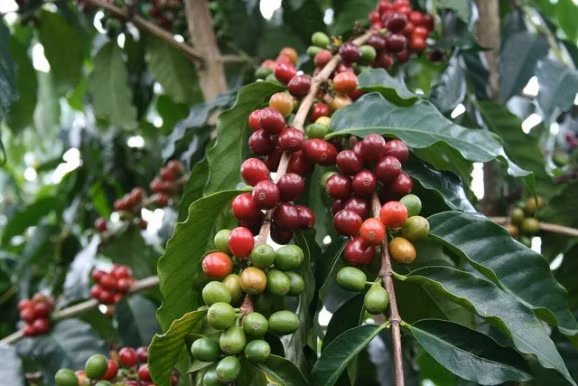 5 mois: Les exportations vietnamiennes en Algérie s’établisent à plus de 83 millions de dollars ảnh 1