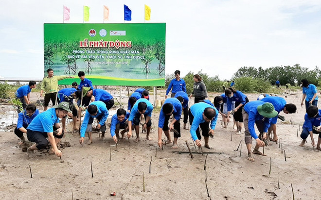 Cà Mau: planter les mangoves pour protéger les côtes ảnh 1 Cà Mau: planter les mangoves pour protéger les côtes ảnh 1