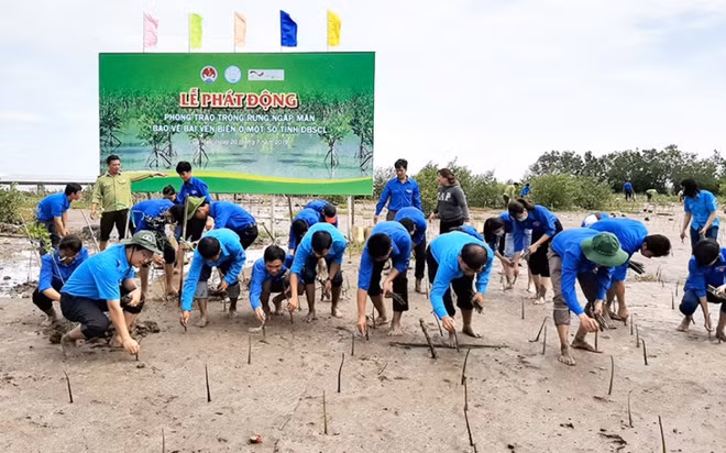 Cà Mau: planter les mangoves pour protéger les côtes ảnh 1