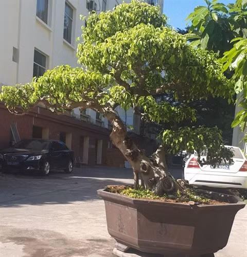 Le bonsaï: la nature en miniature ảnh 1 Le bonsaï: la nature en miniature ảnh 1