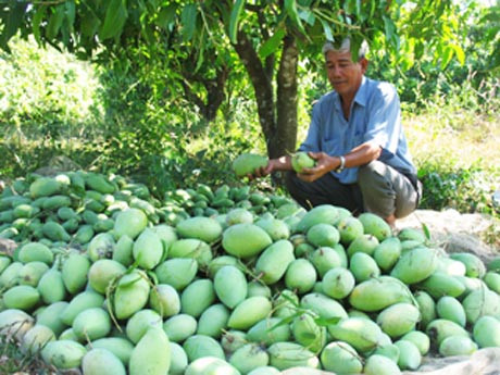 Une société de Dong Thap a exporté 22 tonnes de mangues au Moyen-Orient ảnh 1 Une société de Dong Thap a exporté 22 tonnes de mangues au Moyen-Orient ảnh 1