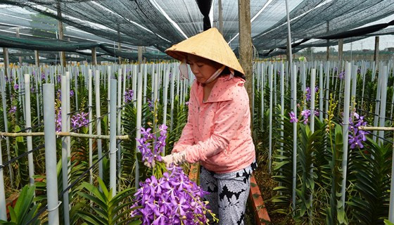 Les 10 évènements les plus marquants de Hô Chi Minh-Ville en 2018 ảnh 2 Les 10 évènements les plus marquants de Hô Chi Minh-Ville en 2018 ảnh 2