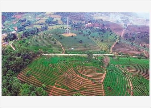 Le thé de Tam Duong, "l’or vert" de Lai Châu ảnh 1