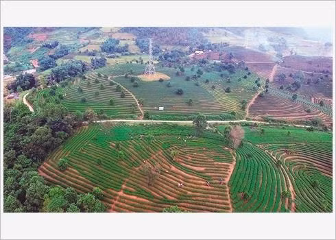 Le thé de Tam Duong, "l’or vert" de Lai Châu ảnh 1