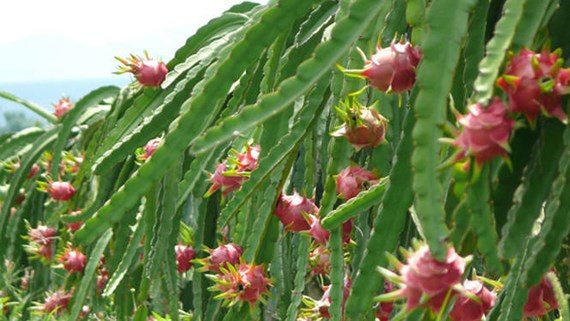 Plus de 80% des fruits du dragon du Vietnam exportés en Chine ảnh 1 Plus de 80% des fruits du dragon du Vietnam exportés en Chine ảnh 1