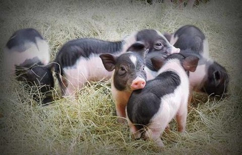 Préserver les races de cochons rares du Vietnam ảnh 1 Préserver les races de cochons rares du Vietnam ảnh 1