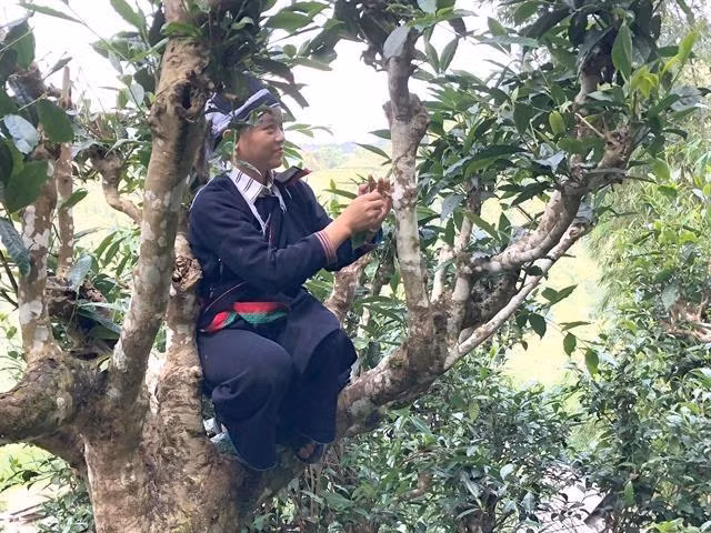 Des théiers anciens reconnus et protégés ảnh 1