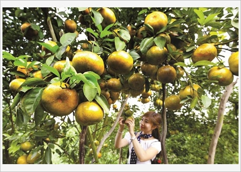 Excursion dans les vergers du delta du Mékong ảnh 1 Excursion dans les vergers du delta du Mékong ảnh 1