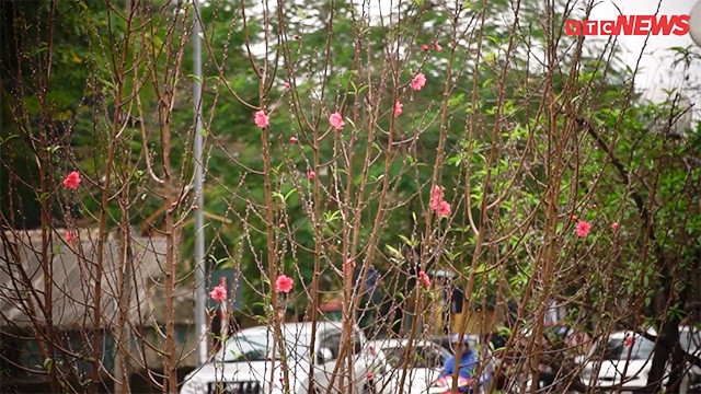 Une rue bordée d’abondantes fleurs de pêcher annonce l’approche du Têt ảnh 1