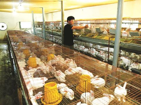 Fermes: la poule aux œufs d’or de Thanh Hoa ảnh 1 Fermes: la poule aux œufs d’or de Thanh Hoa ảnh 1
