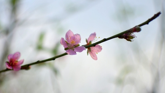 Rencontre des Viêt kiêu à l’occasion du Nouvel An lunaire 2019 ảnh 1 Rencontre des Viêt kiêu à l’occasion du Nouvel An lunaire 2019 ảnh 1