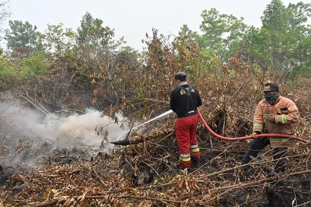 Indonésie : Fermeture forcée des écoles et aéroports à cause des incendies de forêt ảnh 1 Indonésie : Fermeture forcée des écoles et aéroports à cause des incendies de forêt ảnh 1