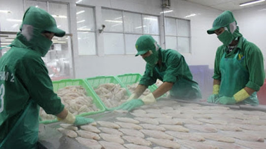 Les exportations de pangasius vers le Royaume-Uni augmentent de 70% ảnh 1 Les exportations de pangasius vers le Royaume-Uni augmentent de 70% ảnh 1