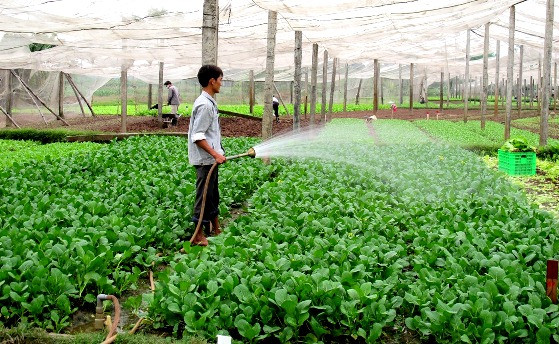 Le revenu des agriculteurs vietnamiens sera multiplié par 1,5 d’ici 2030 ảnh 1 Le revenu des agriculteurs vietnamiens sera multiplié par 1,5 d’ici 2030 ảnh 1