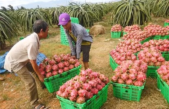 Le commerce bilatéral Vietnam-Chine atteint 106 milliards de dollars en 2018 ảnh 1 Le commerce bilatéral Vietnam-Chine atteint 106 milliards de dollars en 2018 ảnh 1