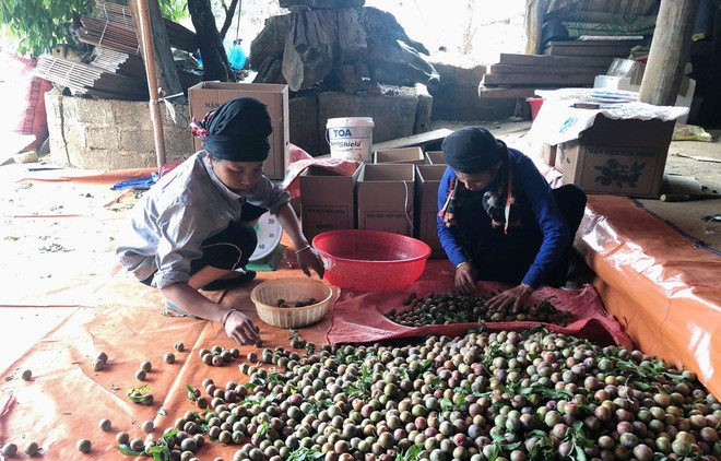 Signes positifs pour l'exportation de prunes de Son La ảnh 1 Signes positifs pour l'exportation de prunes de Son La ảnh 1