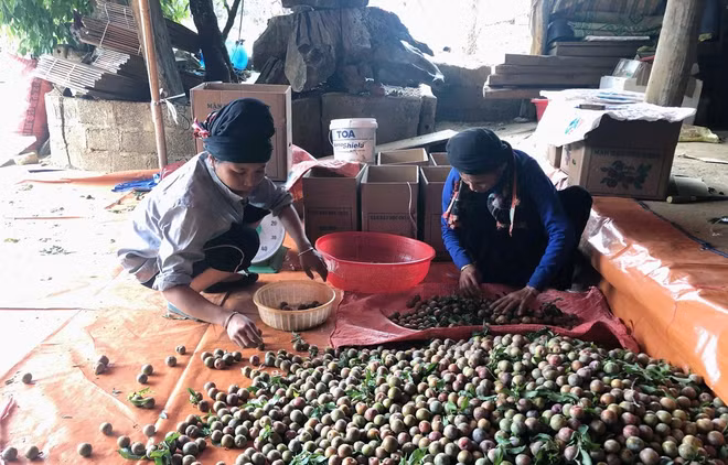 Signes positifs pour l'exportation de prunes de Son La ảnh 1