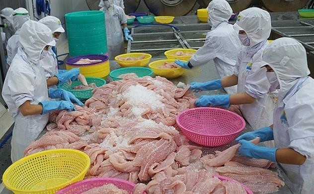 Le Vietnam, 1er fournisseur de poissons à chair blanche en Belgique ảnh 1 Le Vietnam, 1er fournisseur de poissons à chair blanche en Belgique ảnh 1