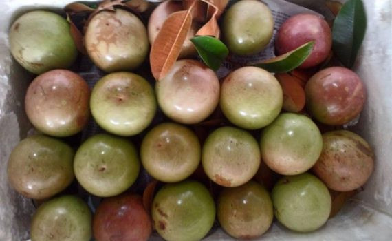 La pomme étoilée fraîche du Vietnam s’exporte aux États-Unis ảnh 1 La pomme étoilée fraîche du Vietnam s’exporte aux États-Unis ảnh 1