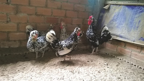 Des gallinacés prestigieux stars des cadeaux du Têt du Coq ảnh 3 Des gallinacés prestigieux stars des cadeaux du Têt du Coq ảnh 3