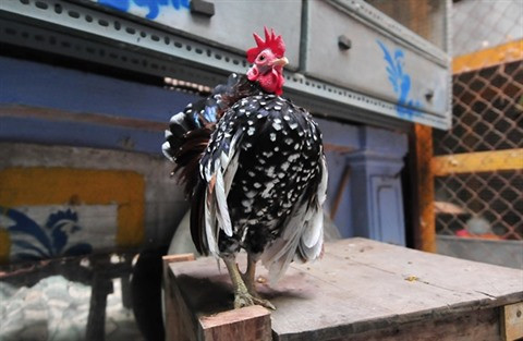 L'élevage de la plus petite race de poules domestiques rapporte gros ảnh 1 L'élevage de la plus petite race de poules domestiques rapporte gros ảnh 1