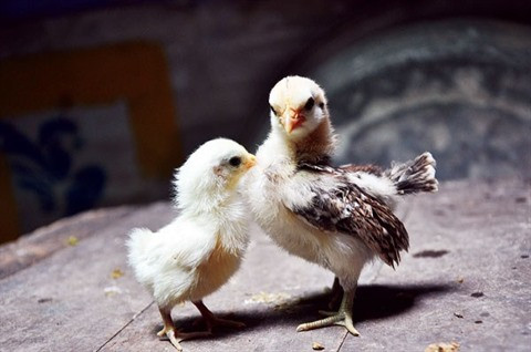 L'élevage de la plus petite race de poules domestiques rapporte gros ảnh 2 L'élevage de la plus petite race de poules domestiques rapporte gros ảnh 2