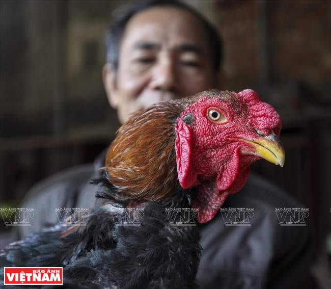 À Lac Thô, le poulet qui régale les rois et inspire les peintres ảnh 1 À Lac Thô, le poulet qui régale les rois et inspire les peintres ảnh 1