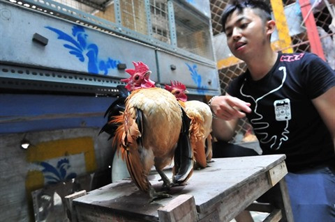 L'élevage de la plus petite race de poules domestiques rapporte gros ảnh 3 L'élevage de la plus petite race de poules domestiques rapporte gros ảnh 3