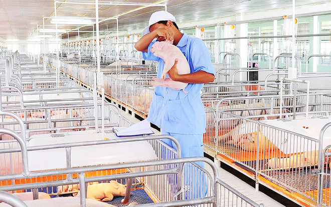 Élevage: le marché vietnamien, un eldorado pour les entreprises étrangères ảnh 1 Élevage: le marché vietnamien, un eldorado pour les entreprises étrangères ảnh 1
