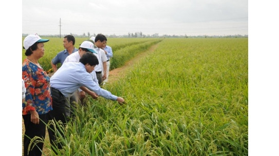 Variétés de riz : Le Vietnam est un marché stratégique de Syngenta en Asie ảnh 1 Variétés de riz : Le Vietnam est un marché stratégique de Syngenta en Asie ảnh 1