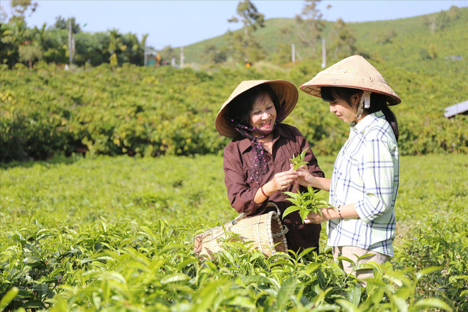 Thé parfumé au fleurs B’lao, la fragrance emblématique de Bao Lôc ảnh 1 Thé parfumé au fleurs B’lao, la fragrance emblématique de Bao Lôc ảnh 1