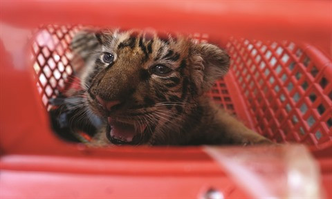 Le Parc national de Pù Mat au chevet de sept bébés tigres ảnh 1 Le Parc national de Pù Mat au chevet de sept bébés tigres ảnh 1