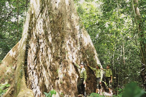 La foresterie communautaire, un outil efficace contre la pauvreté ảnh 2 La foresterie communautaire, un outil efficace contre la pauvreté ảnh 2