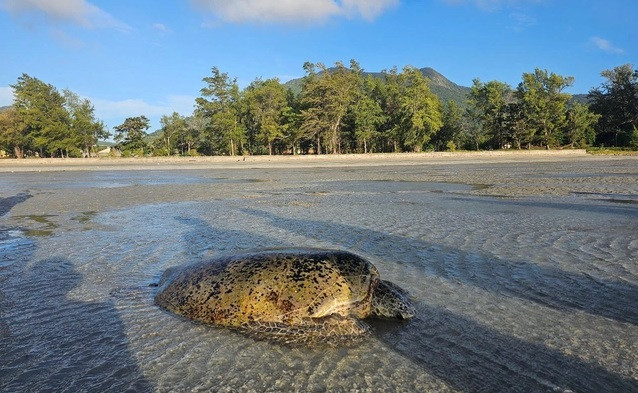 Sauvetage d’une tortue verte échouée à Côn Dao ảnh 1