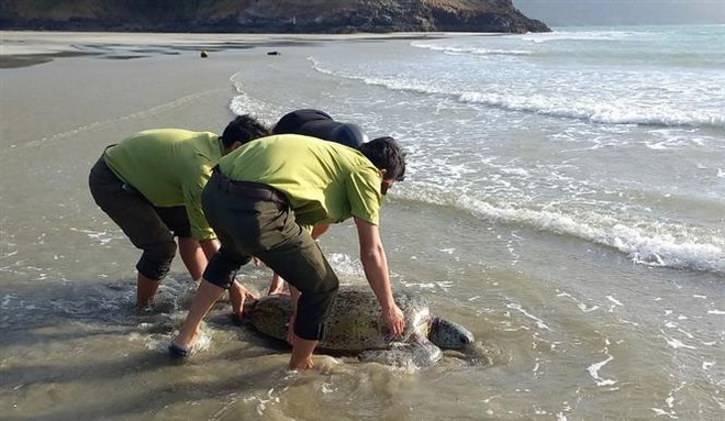 Sauvetage d’une tortue verte échouée à Côn Dao ảnh 2