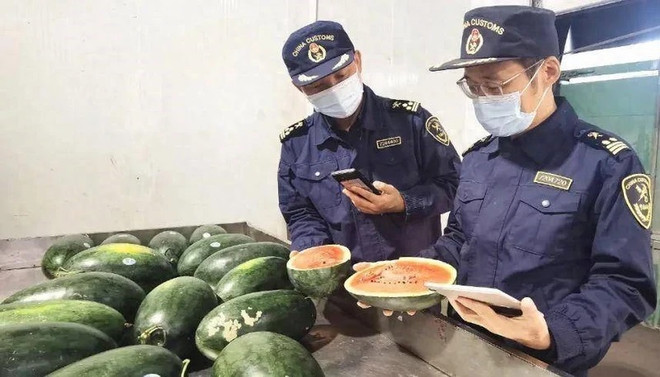 La pastèque vietnamienne autorisée à l'exportation en Chine ảnh 2 La pastèque vietnamienne autorisée à l'exportation en Chine ảnh 2