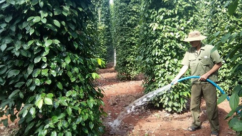Les exportations vietnamiennes de poivre manquent de piquant ảnh 1 Les exportations vietnamiennes de poivre manquent de piquant ảnh 1