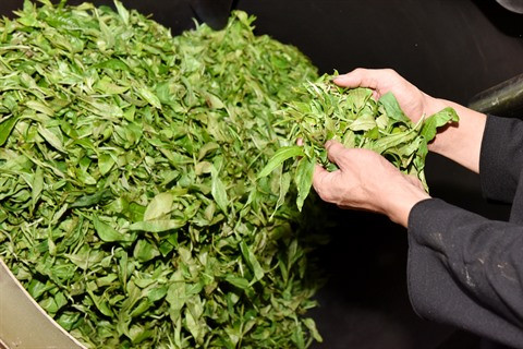 Shan tuyêt, le thé qui fait la fierté de Hà Giang ảnh 1 Shan tuyêt, le thé qui fait la fierté de Hà Giang ảnh 1