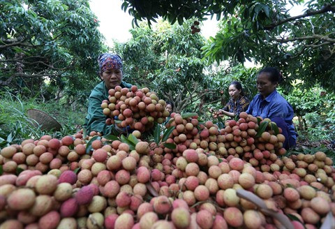 De bons signes pour les exportations de fruits et légumes ảnh 1 De bons signes pour les exportations de fruits et légumes ảnh 1