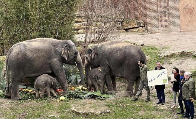 Le bébé éléphant Bao Ngoc, un symbole de l’amitié entre le Vietnam et l’Allemagne ảnh 1 Le bébé éléphant Bao Ngoc, un symbole de l’amitié entre le Vietnam et l’Allemagne ảnh 1